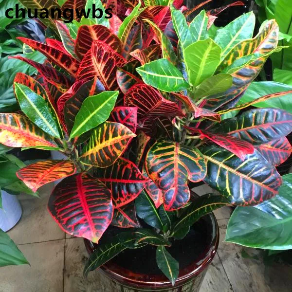 

100Pcs Variegated Leaf Croton Bonsai Codiaeum variegatum Flower Bonsai Plants Perennial Indoor Potted plant for home garden