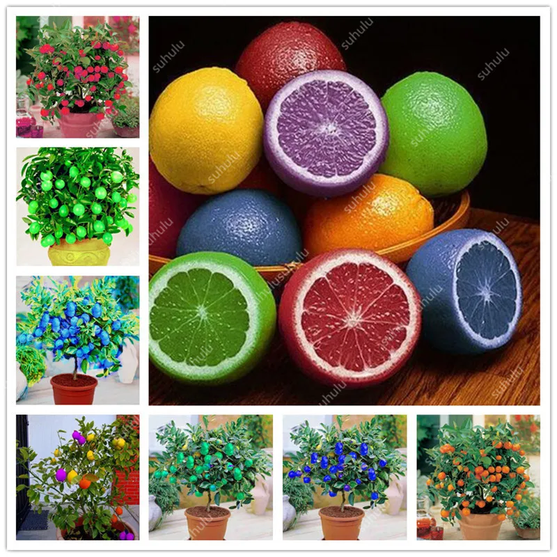 

30 Pcs Edible Fruit Meyer Lemon Bonsai, Exotic Citrus Bonsai Lemon Tree Fresh Plants Fruit Vegetable Herb Plants Easy To Grow