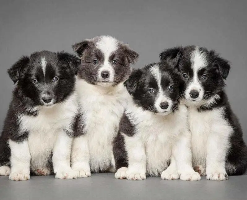 Germany border collie 4