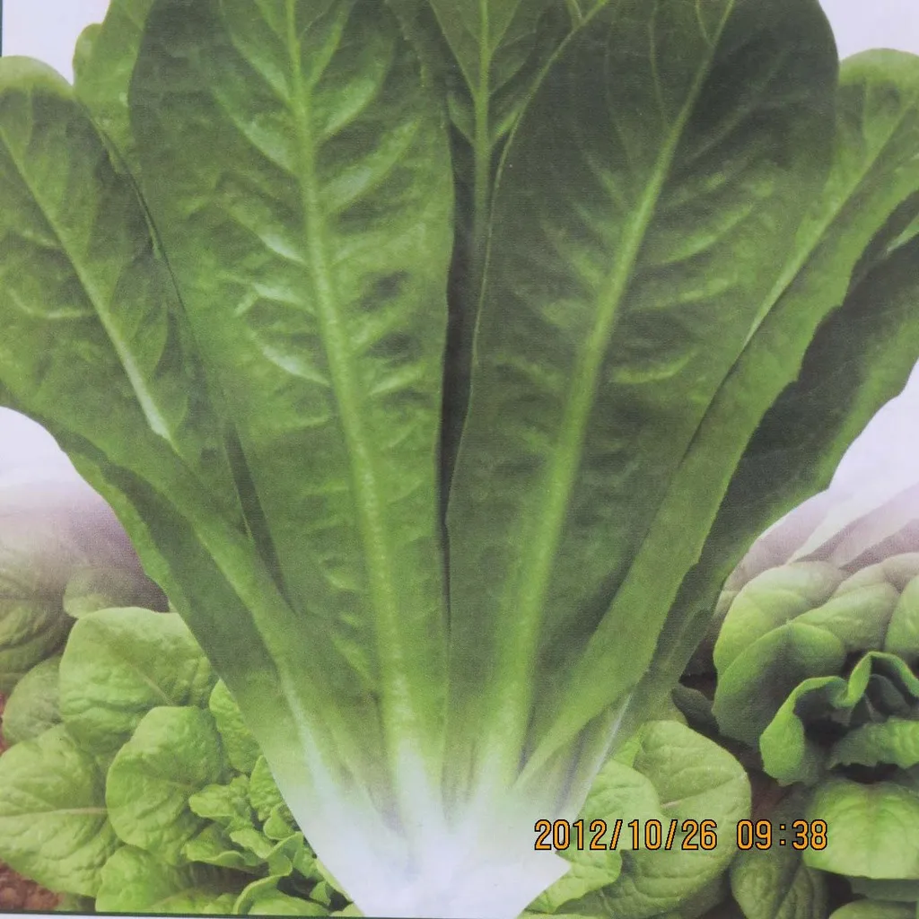 

Lettuce bonsai health upright 200pcs