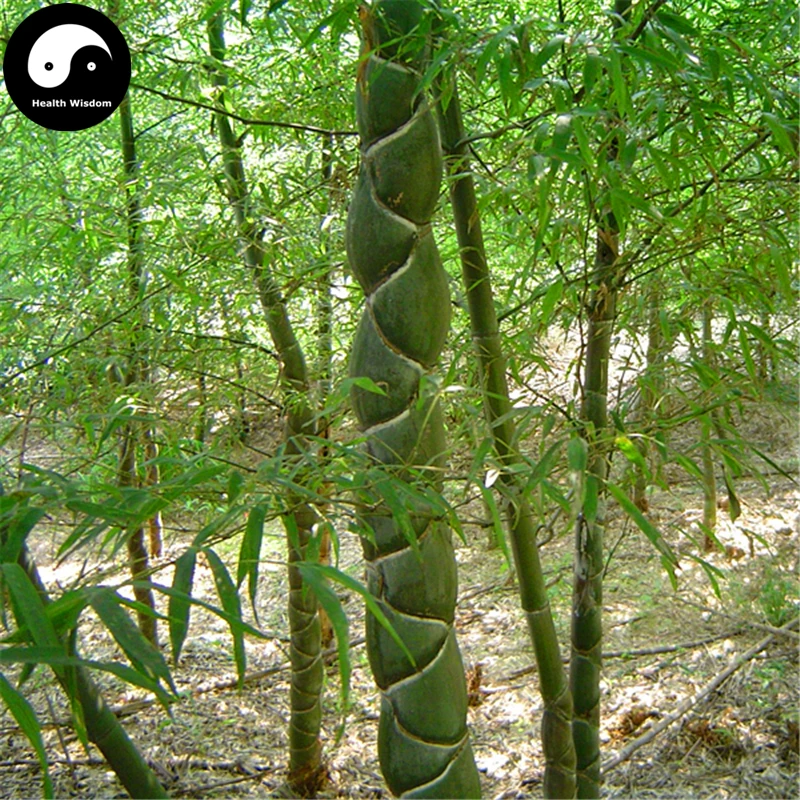 Купить черепаха оболочки бамбукового дерева Semente 200 шт Растения бамбука для сада бамбука