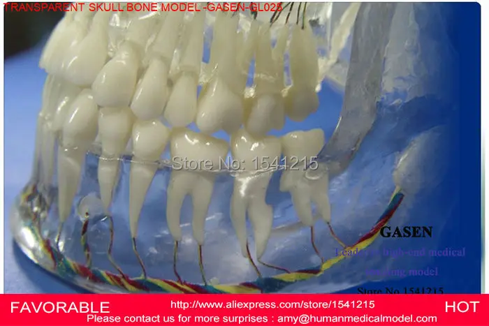 Высококачественное моделирование медицинского человеческого тела прозрачный череп анатомическая Неврология стоматология модель черепа стоматология MODEL-GASEN-GL025