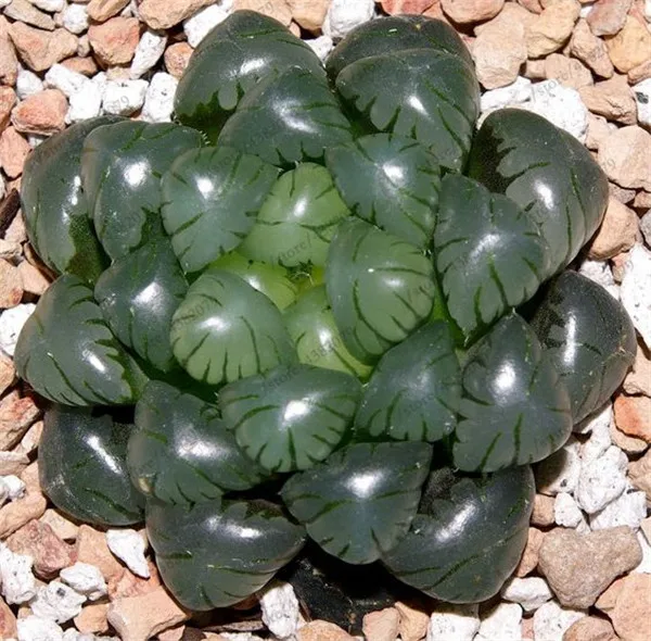 100 pcs/Bag Office Desktop Flowers Herb Succulents Bonsai Anti Radiation Computer Haworthia Cymbiformis Purify The Air 100 pcs/Bag Office Desktop Flowers Herb Succulents Bonsai Anti Radiation Computer Haworthia Cymbiformis Purify The Air