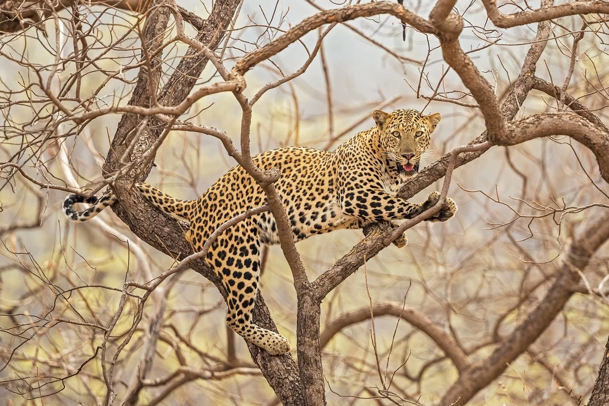 Leopard Tree Nature Animal Predator MB36 Living Room Home Wall