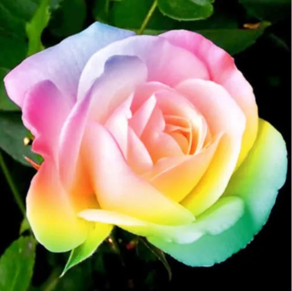 

Round / square diamond cross stitch kits, Home decoration, 5d diamond painting nederland action, art, wishes, Birds, flowers