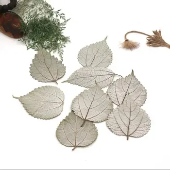 

120pcs Pressed Dried Boehmeria Nivea Leaf Flower Plant Herbarium For Jewelry Postcard Invitation Card Phone Case Making DIY