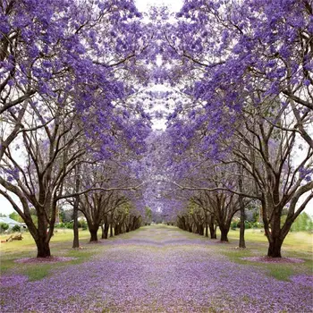 

Laeacco Blossom Flowers Trumpet Tree Way Suburb Country Party Baby Scenic Photographic Backgrounds Photo Backdrop Photo Studio
