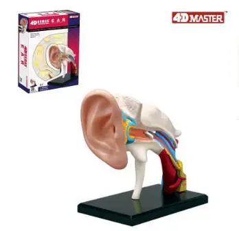 

4D ear anatomy model 22 component models, new 3d ear model.