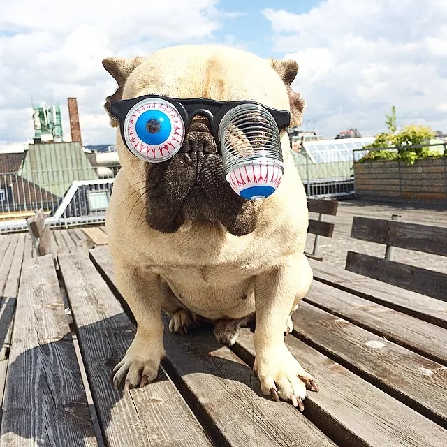 

Pet funny glasses props spring glasses