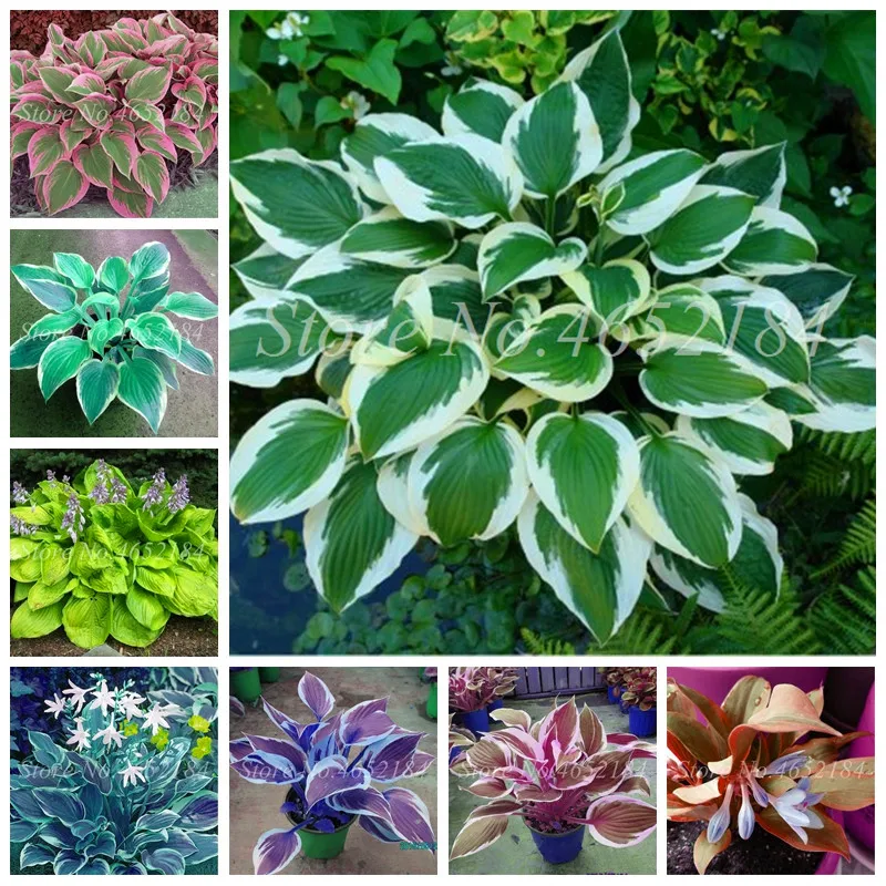 

100 Pcs/ Bag Bonsai Hosta Plants, Perennials Jardin Lily Flower Shade Hosta Flower Flores Herb Plants For Home Pot And Garden