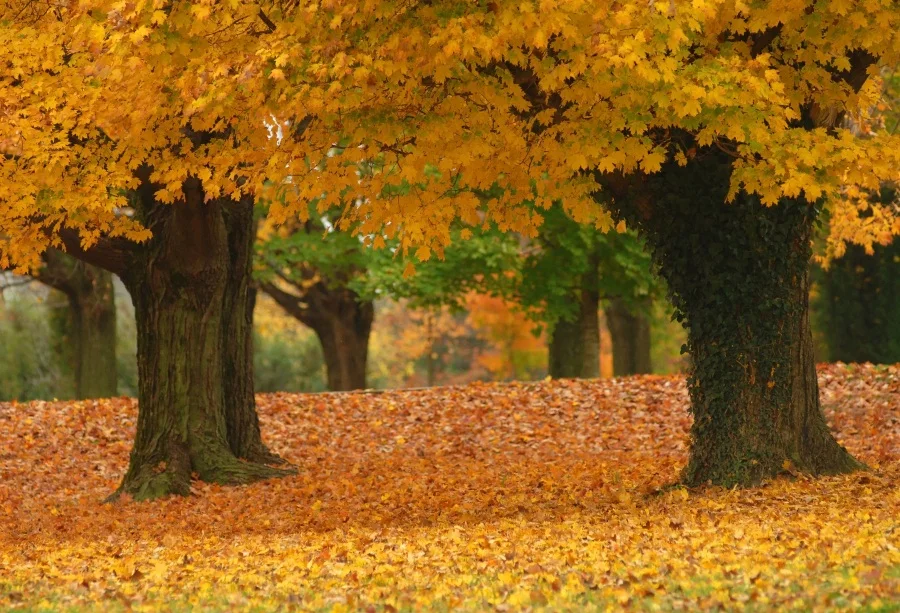 

Laeacco Photographic Backgrounds Autumn Fallen Leaves Old Tree Maple Yellow Scenic Photo Backdrops Photocall For Photo Studio