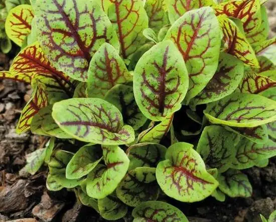

2000Pcs A Set Red Veined Sorrel Prodgf Ngryise DwarfGiantFarm