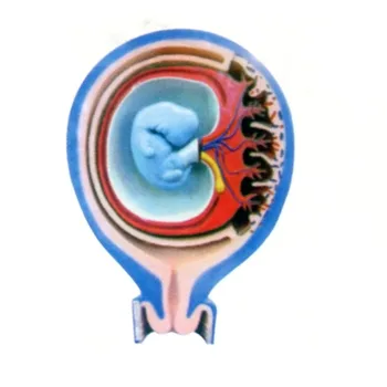 

Relationship model between fetal membrane and uterus Gynecologist training 52*36*15cm free shipping