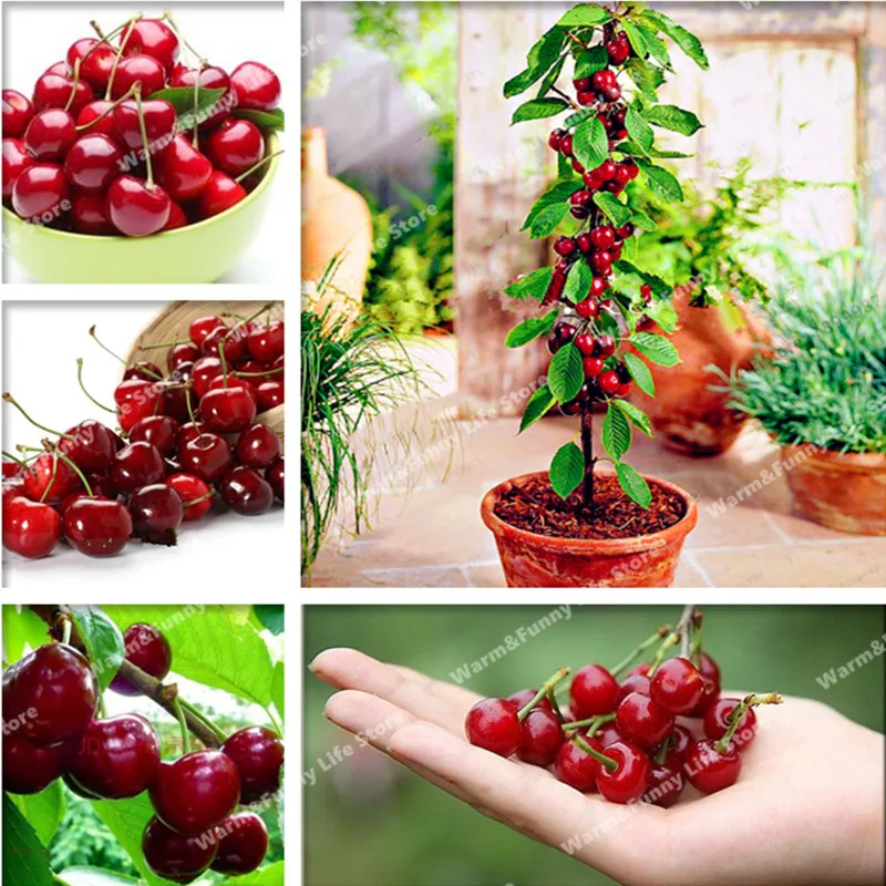 

20 pcs Cherry bonsai, Perennial Non-GMO Plant Pot, Bonsai Tree plant Dwarf Cherry Tree Organic Fruit for Home Garden planting