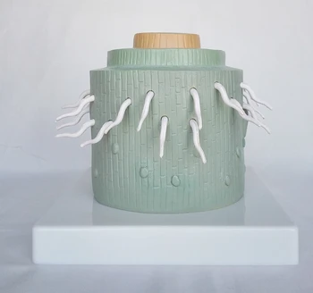 

Dicotyledonous Dicotyledon Plant Zoom Model Plant Anatomy Plant Root Enlargement Anatomical Model Biology Teaching Model