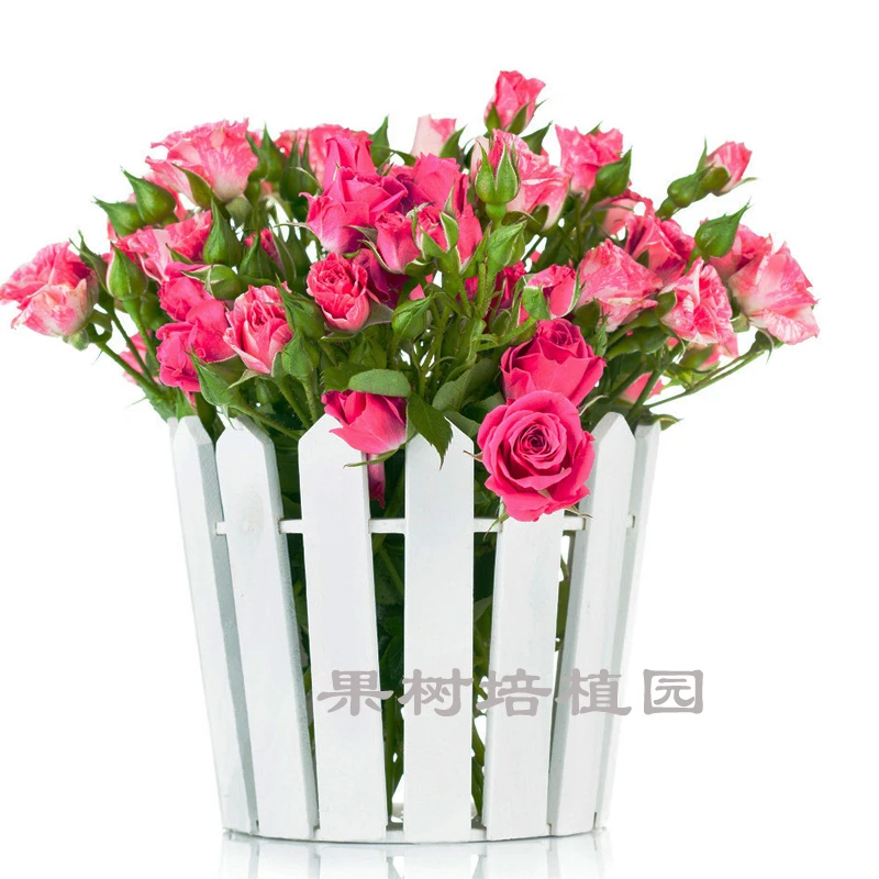 

Red Roses Plant Indoor Green Plant Potted Flowers And Plants Easy To Grow bonsai Have Sprouted 100pcs