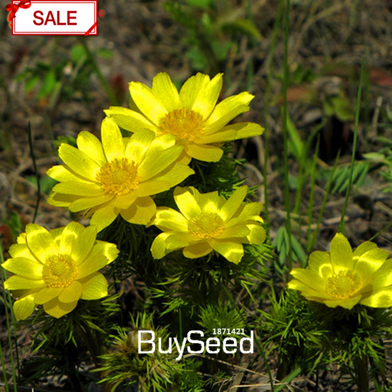 Loss Promotion Bonsai Yellow Longevity Seeds Kalanchoe Flower Seed Novel Plant For Garden Flowering 100 Seed Lot 0rvru4 Seed Planting Instructions Plant Bamboo Seedsplanting Seeds Band Aliexpress