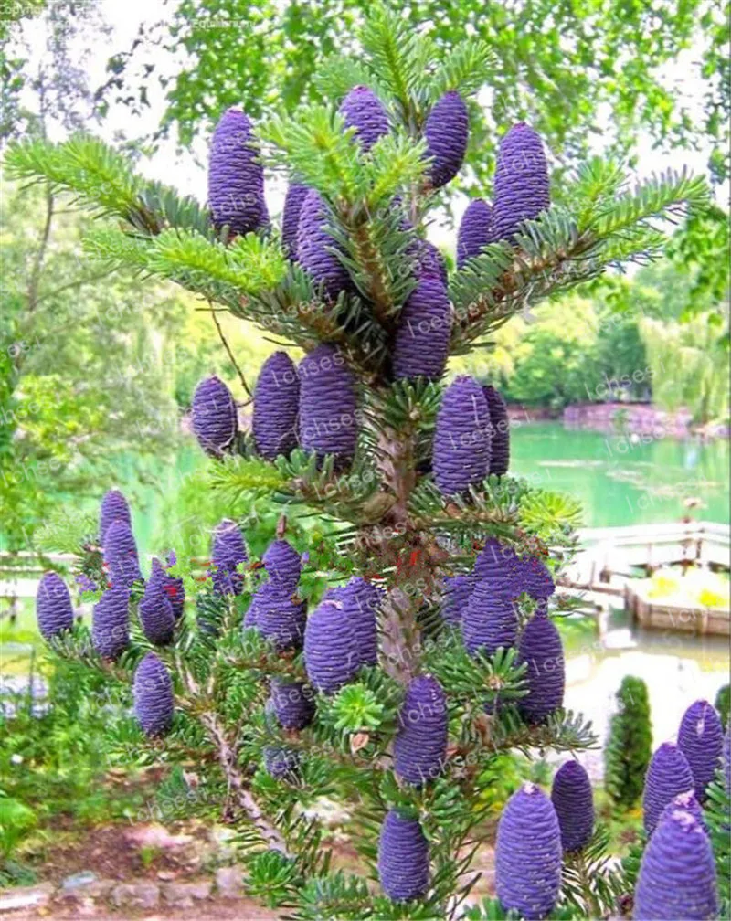 

50 Pcs Korean Fir Abies Koreana Bonsai Flower Bonsai Plant DIY Home Garden Rare Purple Tree Bonsai For Home Garden Planting