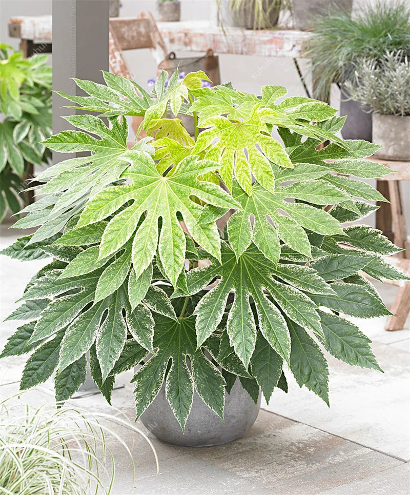 

50 pcs Fatsia Japonica bonsai Chinese Ornamental Bonsai Plant Decorative DIY Interesting Family Araliaceae Japanese Aralia Shrub