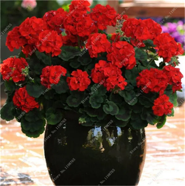 100 szt kolorowe Bonsai geranium kwiat rzadki variegated geranium Bonsai doniczkowa kryty pokoje Home Garden Flower dla roślin Bonsai tanie i dobre opinie Bardzo proste Wykluczone Upiększających Mini średni duży mały Jesień Konserwy roślin Wieloletnich Virgo Courtyard 100 szt kolorowe Bonsai geranium kwiat rzadki variegated geranium Bonsai doniczkowa kryty pokoje Home Garden Flower dla roślin Bonsai tanie i dobre opinie Bardzo proste Wykluczone Upiększających Mini średni duży mały Jesień Konserwy roślin Wieloletnich Virgo Courtyard