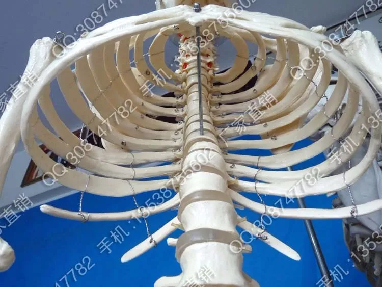 Человеческая модель скелета в натуральную величину, модель человека 170 см
