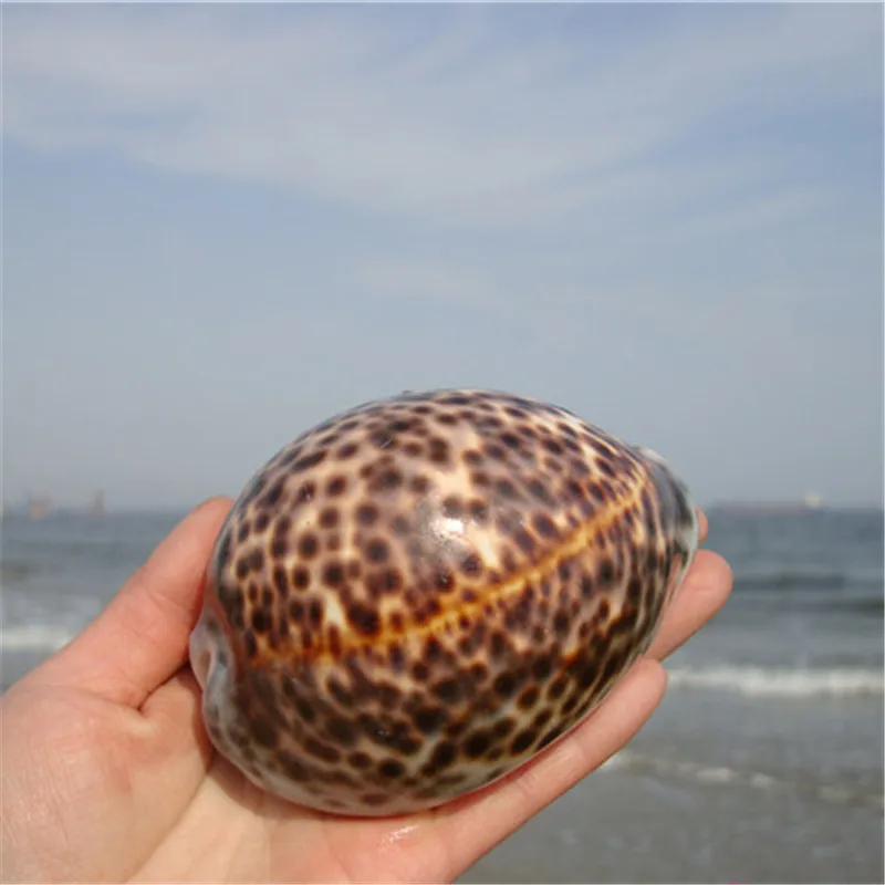 2 шт./лот 6 9 см натуральное ремесло Tiger Cowrie ракушка Морская аквариумное украшение