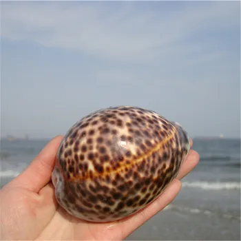 

2PCS/LOT 6-9CM Natural Craft Tiger Cowrie Conch Seashell Aquarium Ornament Fish Tank Landscape Sea Snail Home Decoration