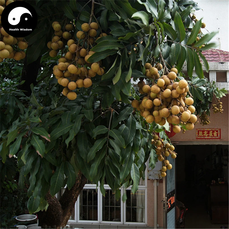 

Buy Longan Fruit Tree Semente 30pcs Plant Longan For Chinese Fruit Longan