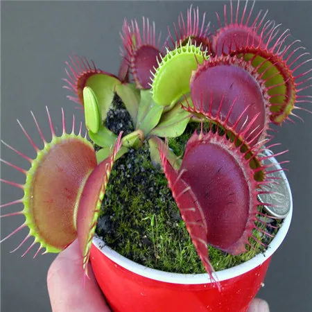 100pcs Dionaea Mosquito Novel Plant Home Courtyard Garden Rare ...