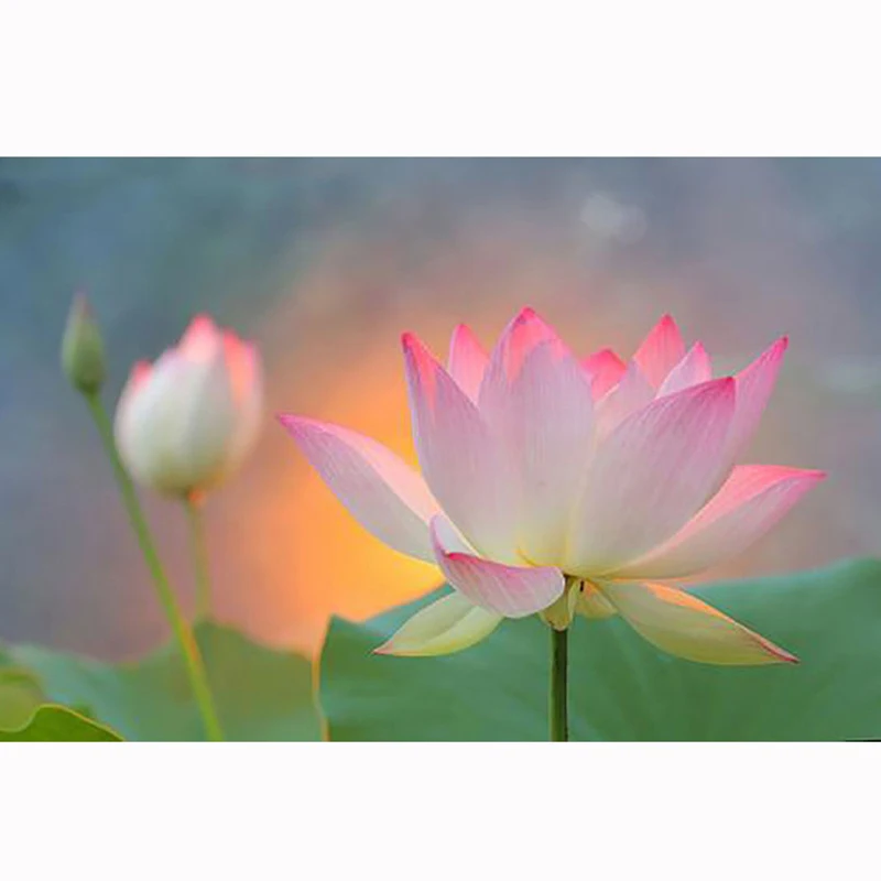 D SH New 5D DIY Diamond Embroidery Lotus Diamond Painting Cross Stitch