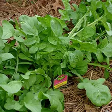 Arugula Seed * 1 Packet 20 Seeds * Rocket Salad * Roquette * Rucola * Rugula Seed Samen