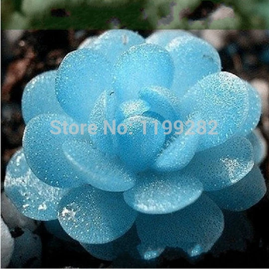 

100 pcs - Fresh Rare Blue Witchford Bonsai Succulent plants