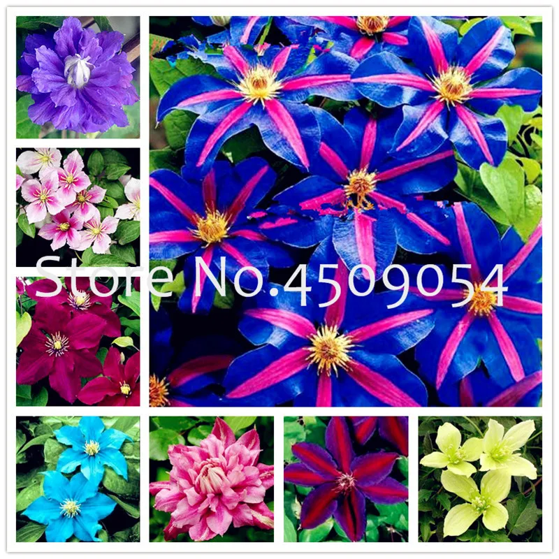 

Hot sale!100pc Exotic Clematis Bonsai Flower Blooming Clematis Vines Plant Indoor & Outdoor Pot SeedsPlant for Home Garden Decor