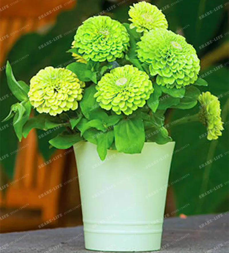 

100 Pcs Green Zinnia Elegans Scabiosa Mix Color Small Flower Zinnia About Bonsai Pot DIY Home Garden Flower Easy Growing