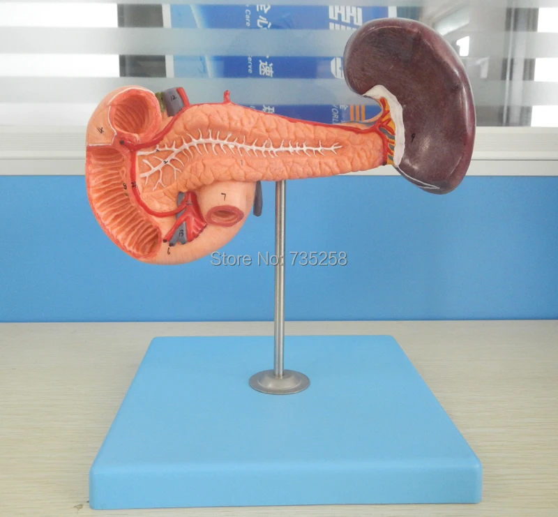 ФОТО Pancreas with Spleen and Duodenum,Pancreas,Duodenum And Spleen Model