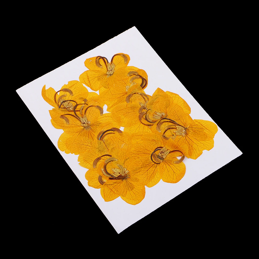 12pcs Epoxy Natural Dried Pressed Flowers Cassiae Phone Case DIY Raw Material Painting Photo Frame Decoration Cassia Dry Flower