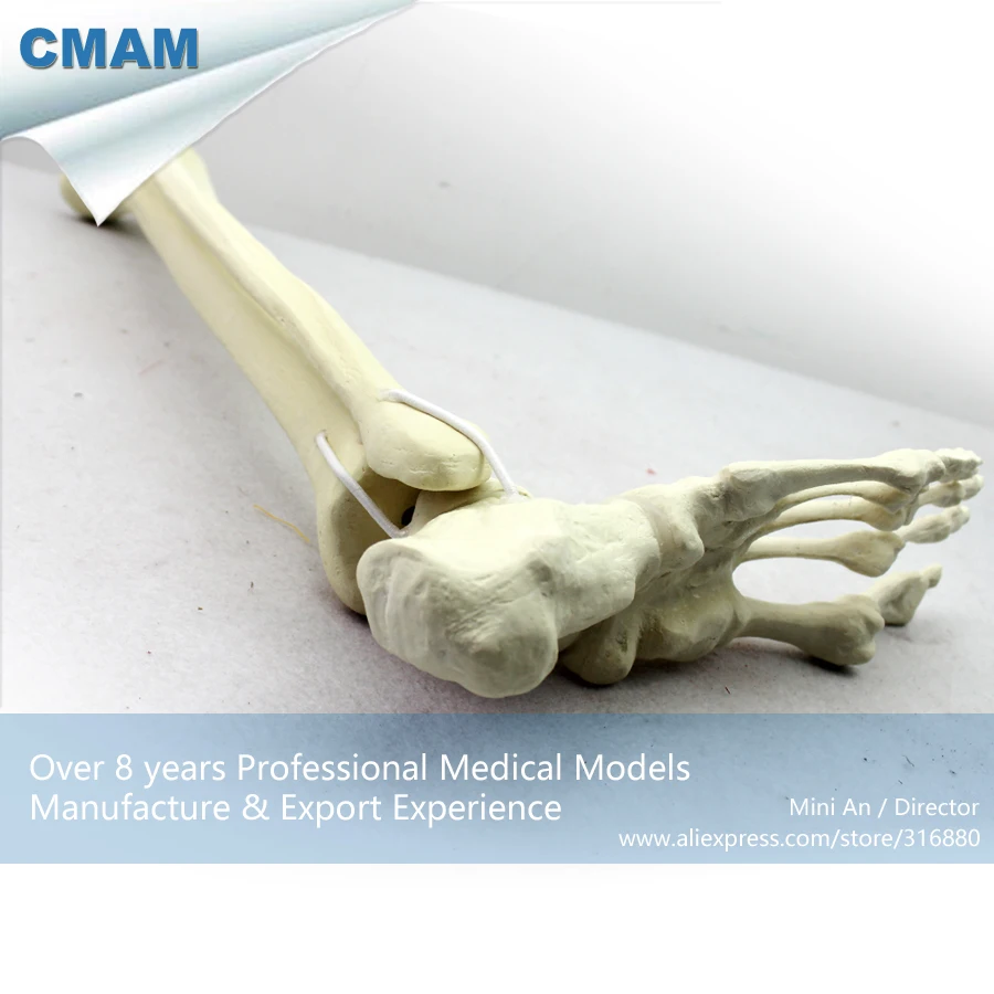 

No. 12317 , Lower Extremities , Model of Orthopedics Implantation Practice, CMAM china medical anatomical models