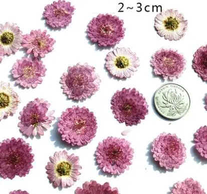 10 шт./лот фиолетовые хризантемы прессованные цветы сушеный цветок образец для diy закладки свечи карты