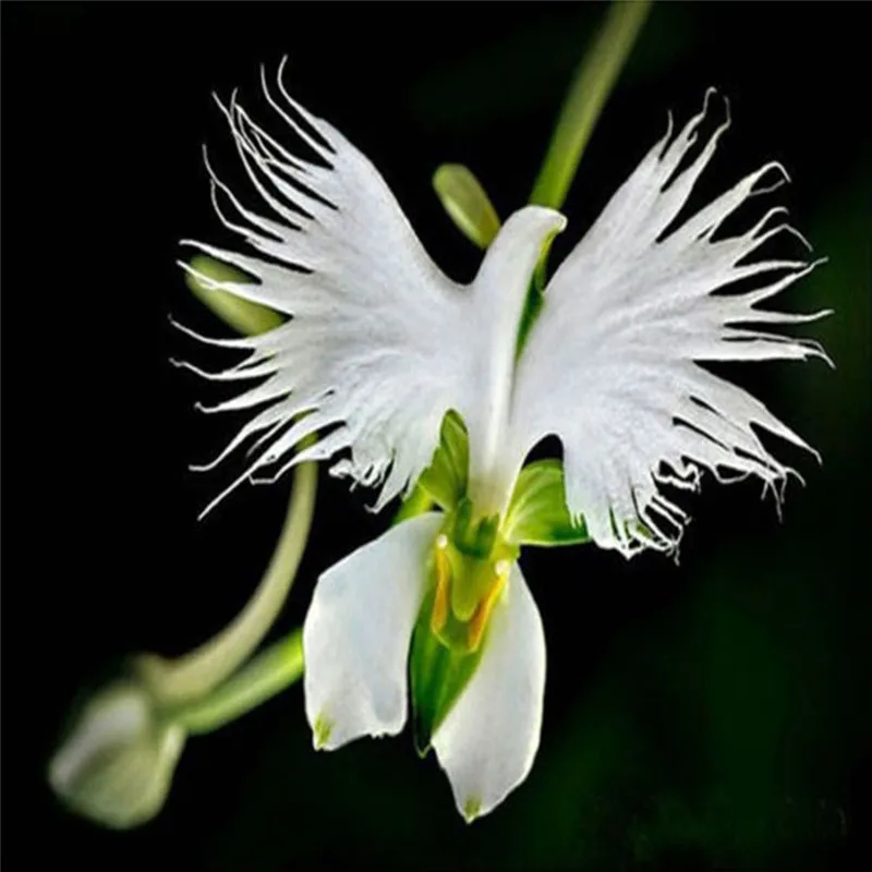 50Pcs/Pack Rare Japanese White Dove Orchid Seeds Beautiful