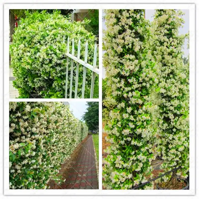 

20PCS/Bag White Flowers Jasmine Bonsai Plants Potted Climbing Plants Flowers Family Plants Garden Decoration Bonsai Flowers