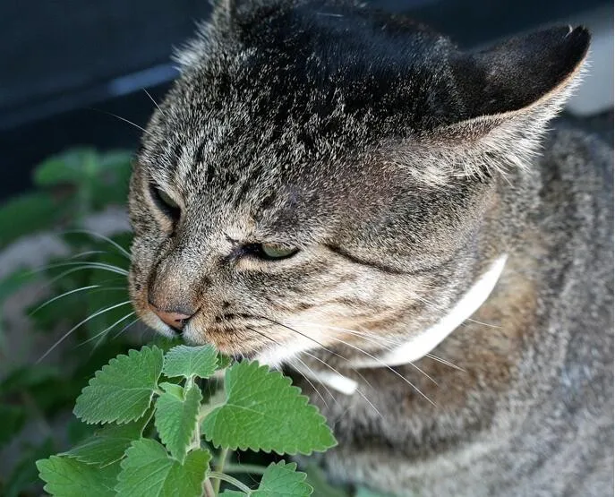 Real 200pcslot Catnip Hardy Perennial Bonsai Plant Diy Home Garden