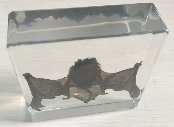 Китайский Pipistrelle летучая мышь образец животного в прозрачном акриловом Lucite Paperweight ювелирные изделия TAXIDERMY подарок