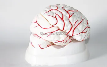 

Anatomical Human 1:1 Size Eight-Piece Brain Model Anatomy skull brain model with Arteries mixer in trauma esqueleto anatomia