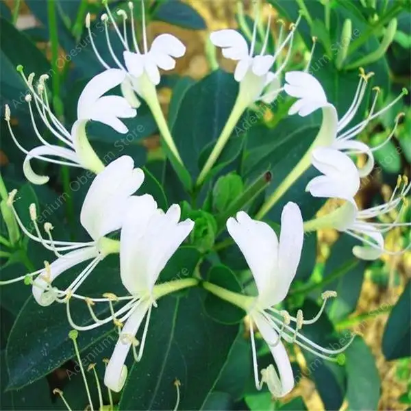 

100 PCS Honeysuckle (Tecomaria Capensis) Bonsai Lonicera Japonica Herbal Medicine Very Sweet for Home Garden Bonsai Plant