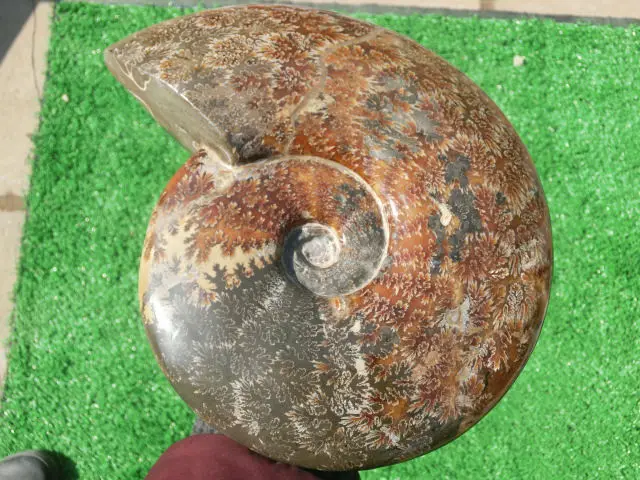 CIMG1486
