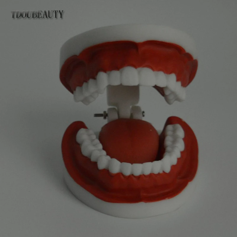  TDOUBEAUTY Adult Dental Teeth Model And Toothbrush With Removable High-Grade Teeth Teaching Model ( - 32822292996