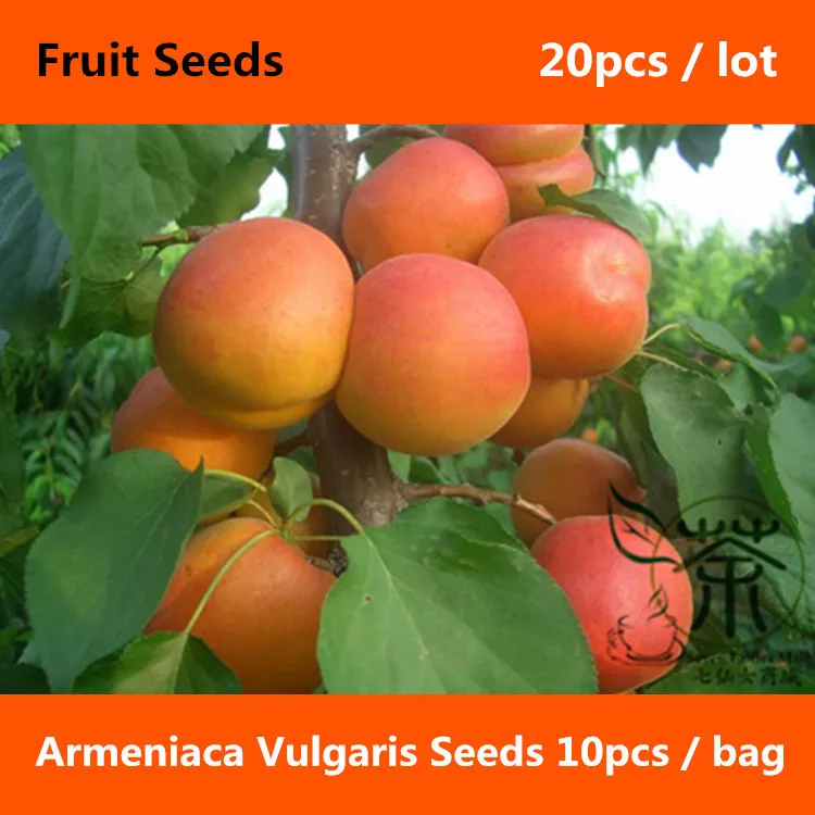 20Pcs Apricot Seeds Best Seeds Online Free Shipping Worldwide