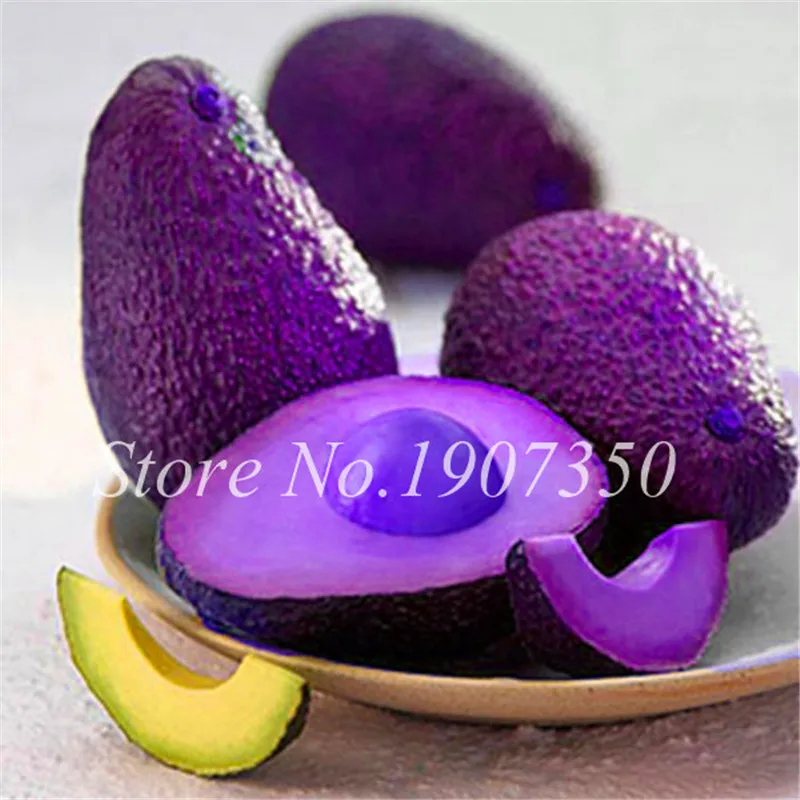 10Pcs Avocado Seeds Best Seeds Online Free Shipping Worldwide