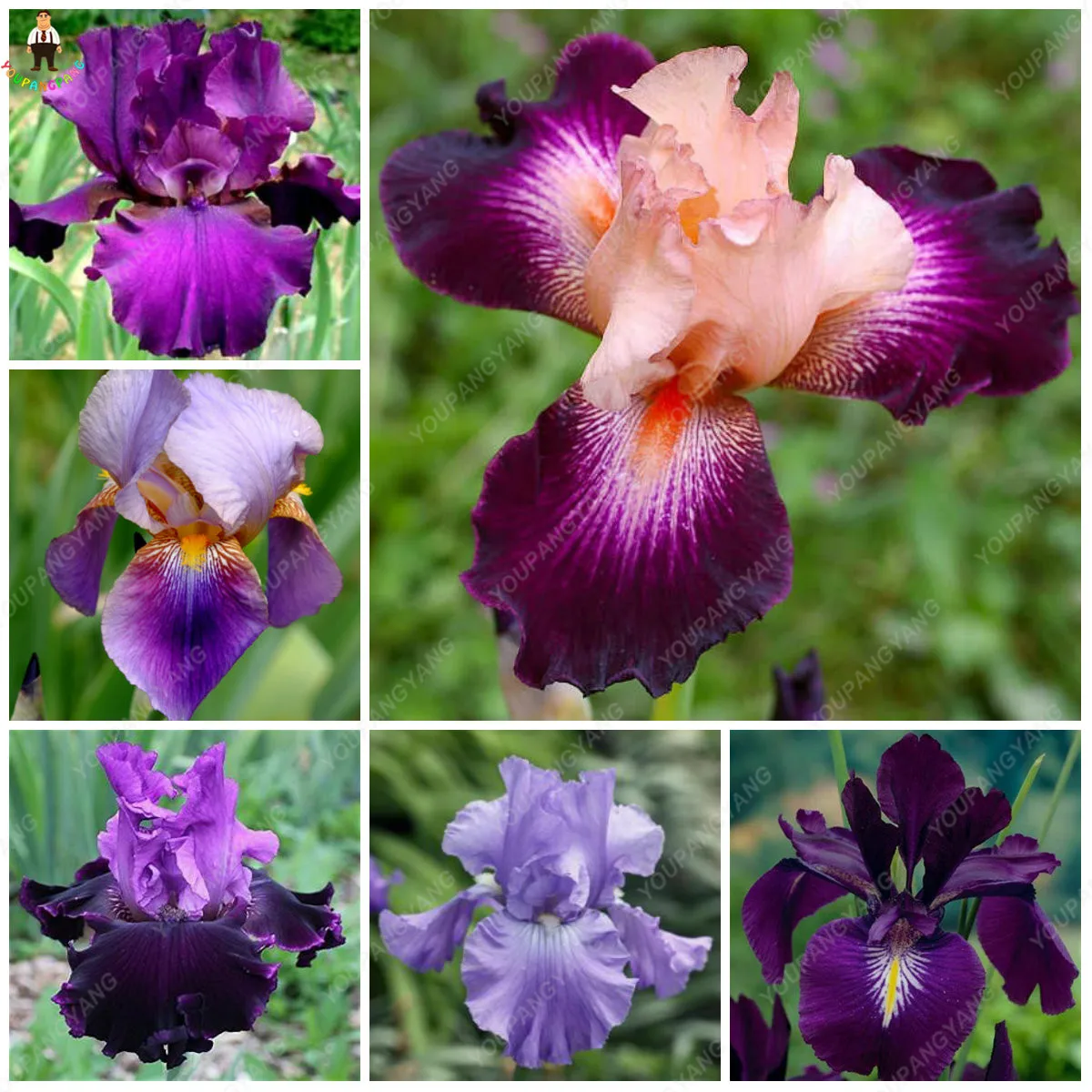 

100pcs Bonsai Iris Flower Perennia Rare purple Flower bearded iris Nature plants DIY for winter garden decoration in four season