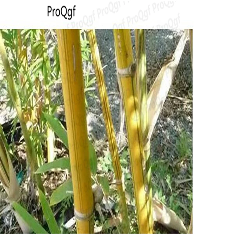 

2000Pcs A Set Silk Bamboo Tree Bambusa Multiplex